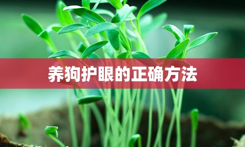 养狗护眼的正确方法