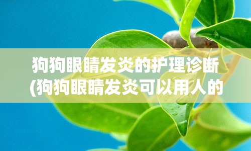 狗狗眼睛发炎的护理诊断(狗狗眼睛发炎可以用人的眼药水吗)