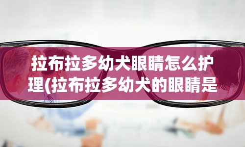 拉布拉多幼犬眼睛怎么护理(拉布拉多幼犬的眼睛是什么颜色)