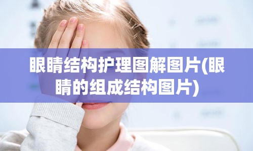 眼睛结构护理图解图片(眼睛的组成结构图片)