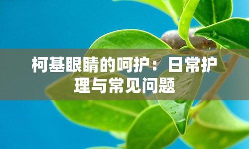 柯基眼睛的呵护：日常护理与常见问题