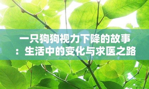 一只狗狗视力下降的故事：生活中的变化与求医之路