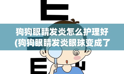 狗狗眼睛发炎怎么护理好(狗狗眼睛发炎眼球变成了白色)